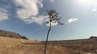 岩泉町小本地区・一本松