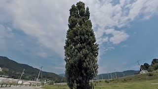 大船渡市三陸町・ど根性ポプラ